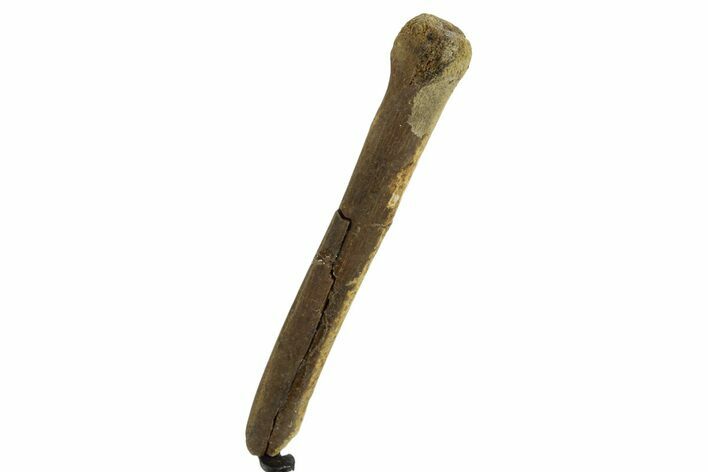 Fossil Dromaeosaurid Partial Metatarsal w/ Metal Stand #378511